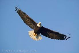 Image As he held the <b>eagle</b> close Picture