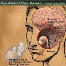 How Marijuana Affects the