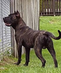  Dogo   Canario adult