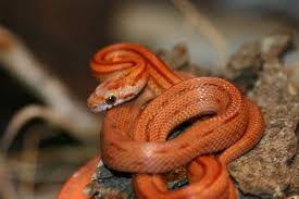 Although corn snakes - via Daymix