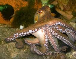 In an octopus garden in the shade