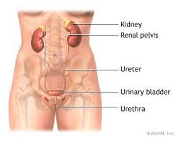 Once the urine enters the
