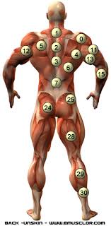 ...%20Gray&%2339;s%20anatomy%20documented%20very%20...