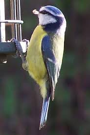 Blue  tit B  