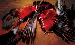     Bay Area  rooster fighting   scene 