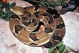 TPWD Kids: Venomous Snakes - via Daymix