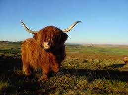Highland 20cow 20small jpg