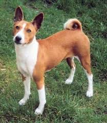 Basenji. About Basenjis