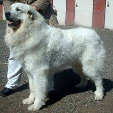   Great Pyrenees    Great Pyrenees      
