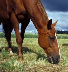 horse grazing