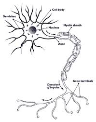 Diagram of nerve cell - via Daymix