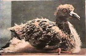  view of a Passenger Pigeon squab