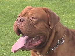      El  Dogo   de  Burdeos   es uno de los    