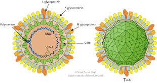 http://education.expasy.org/images/hepadnaviridae_virion.jpg