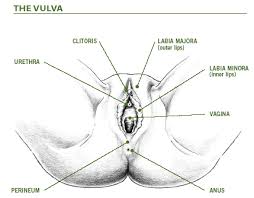 The major part of the clitoris
