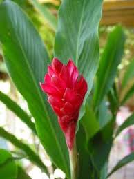 Unfold the Beauty of  Alpinia 