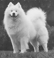   Samoyed  