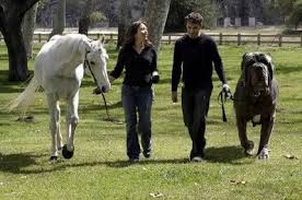 Is this the world x26s  biggest   dog 