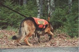 Maine Search and  Rescue Dogs   MESARD    