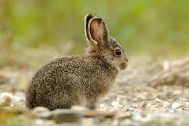 hare