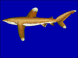File:Calon u0.gif - Wikimedia
