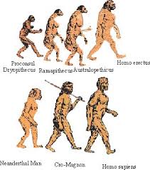 Figure 12.3 Human Evolution - via Daymix