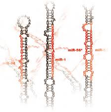 Mirna pronunciation