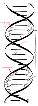 The  Double Helix  