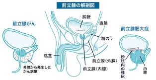 前立腺の解剖図