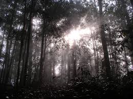 Dawn