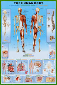 Human Body Poster at Art.com - via Daymix
