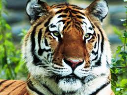 The recent  tiger   attack in San    