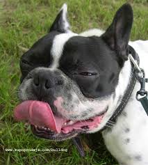 French bulldog free download - via Daymix