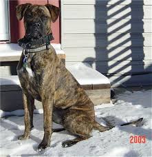   Alano Espanol   Puppy Dogs