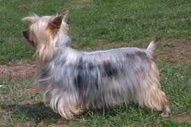 Australian Silky Terrier puppies are