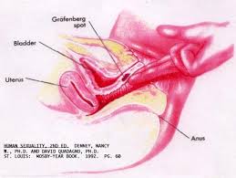     female ejaculation    