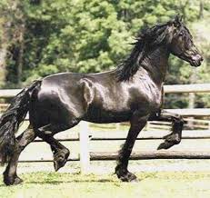 friesian