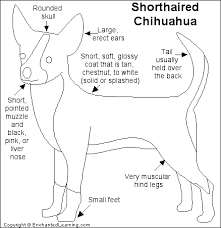The  Chihuahua   is a small