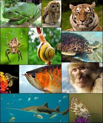 animal; animate being; beast;
