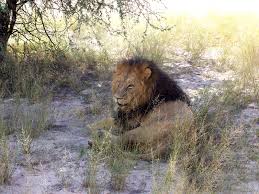 African Lion Photo by Herb Coleman