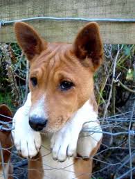 Basenji Puppy at 8 Weeks Basenji