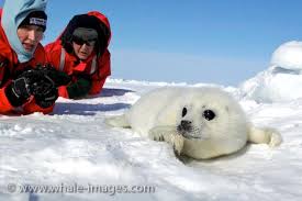 Image Most of the baby <b>seals</b> do not even <b>...</b> Picture