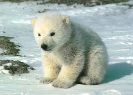 Polar Bears