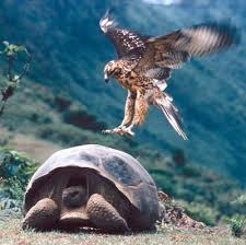 Galapagos