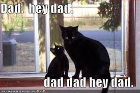lolcats-funny-pictures-hey-dad
