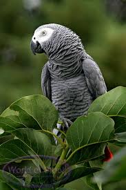 African Grey Parrot