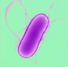 Biology of emergent Salmonella - via Daymix