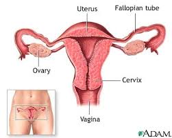 Functions of the  Female Reproductive      