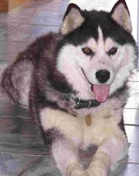 Siberian Husky on cool tiles