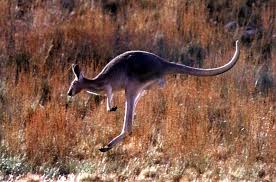 Roo